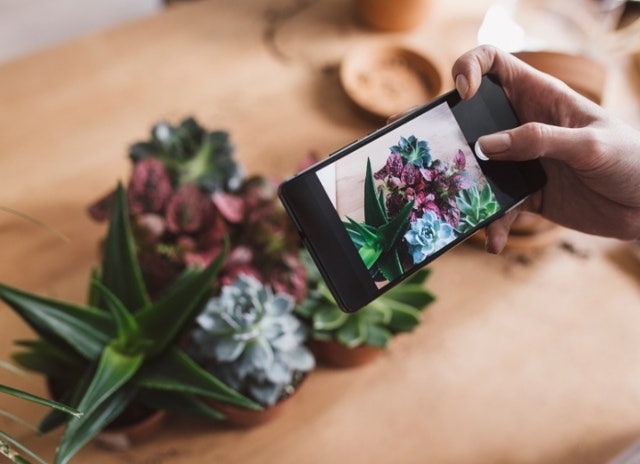 A small business owner taking a photo of purple and green succulents to promote them on social media