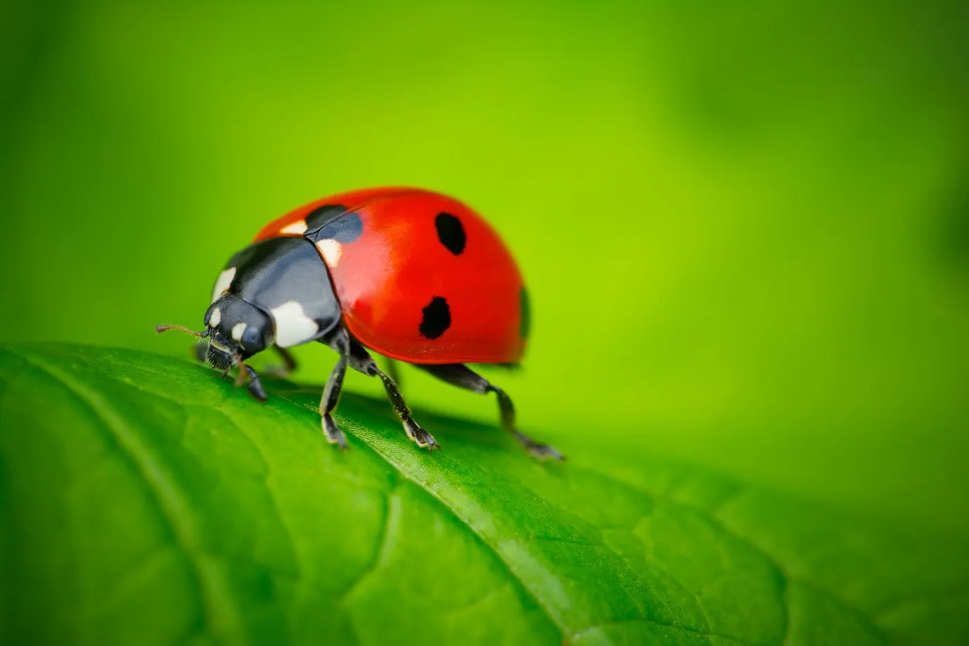 Closeup shot of a ladybug