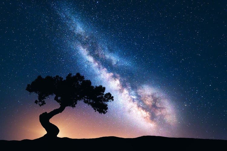 A shot of the Milkyway against the backdrop of a tree in silhouette