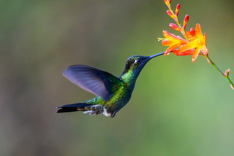 Shot of a hummingbird in flight