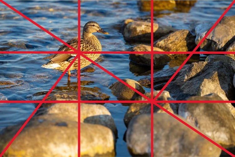A duck standing on rocks in shallow water, overlaid with a golden ratio grid for composition analysis.