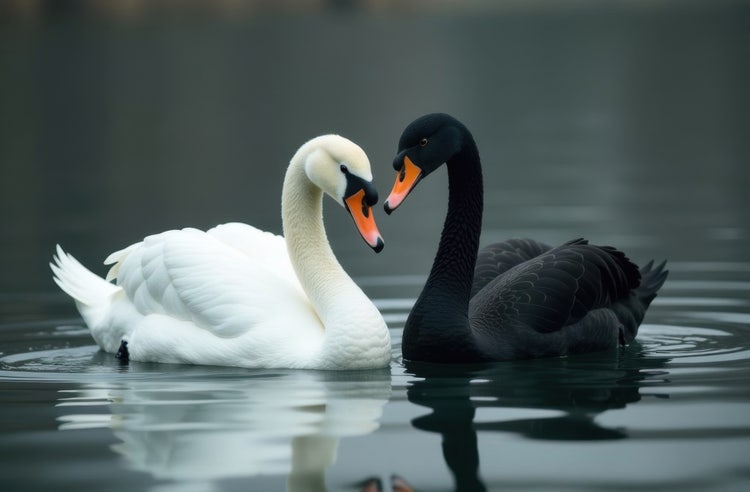 Photo of black and white swans coexisting in a pond, making a colour contrast.