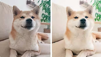 Поставете домашния си любимец в центъра на вниманието с безплатни предварителни настройки за Lightroom.