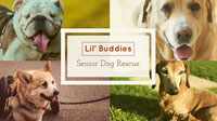 Lil’ Buddies  Senior Dog Rescue Melhores Sites de Mídias Sociais 