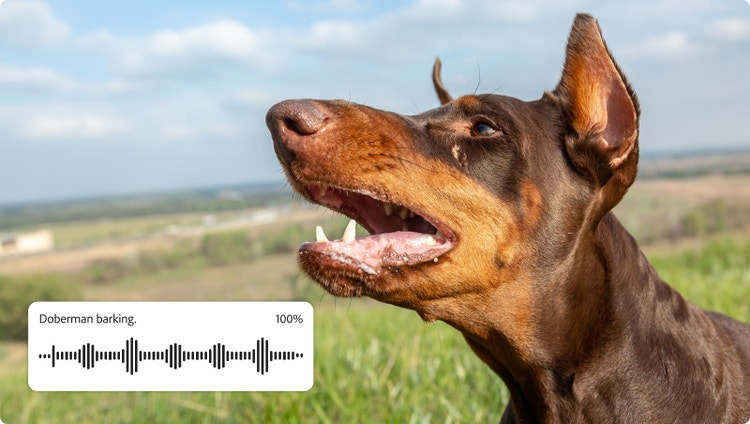 Um doberman latindo com a interface do gerador de som por IA exibindo uma forma de onda sonora e o comando “Doberman latindo”, mostrando como criar efeitos sonoros realistas de latido de cachorro no Firefly.