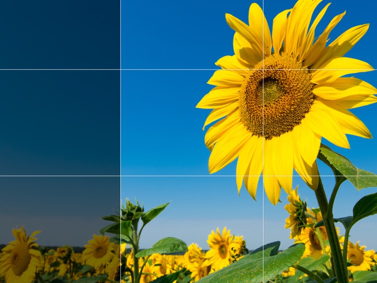 Uma foto de um girassol é expandida horizontalmente para mostrar vários outros girassóis em um campo.