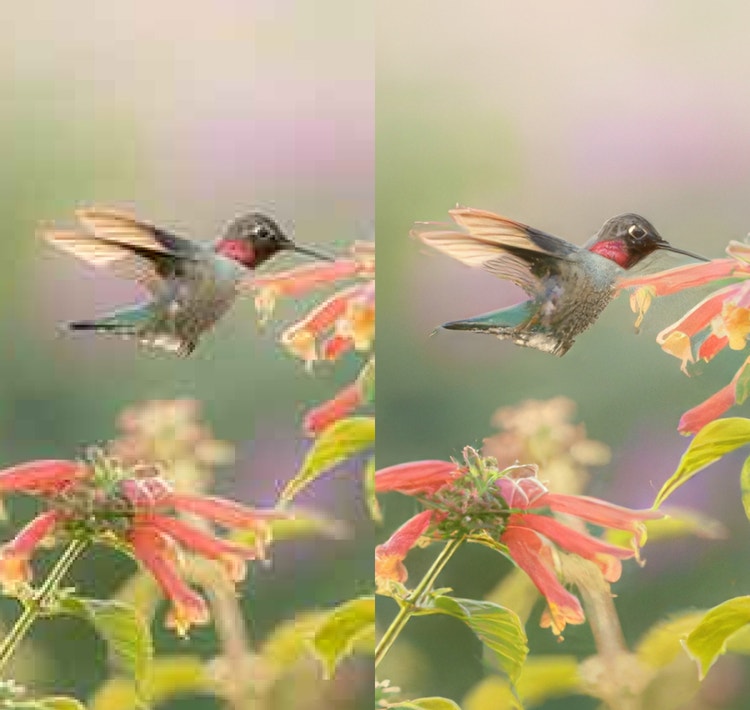Uma comparação lado a lado de uma imagem de um beija-flor bebendo o néctar de uma flor. A imagem da direita está mais nítida e clara.