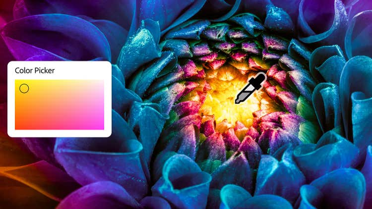 Uma imagem macro de uma flor com centro amarelo, com uma sobreposição da ferramenta de seleção do Seletor de cores e a janela de gradiente de cores.