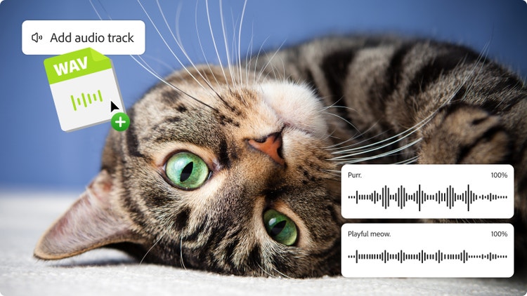 Image d'un chat tigré aux yeux verts avec, en incrustation, deux formes d'onde et le bouton Ajouter une piste audio, pour montrer comment superposer et mixer des miaulements ainsi que des pistes audio dans Firefly