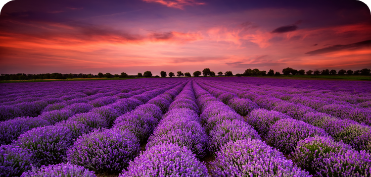 Get 10 complimentary Adobe Stock images.