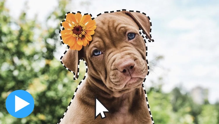 https://main--cc--adobecom.aem.live/cc-shared/fragments/modals/videos/products/photoshop-elements/select-subject#selection | One-click subject selection