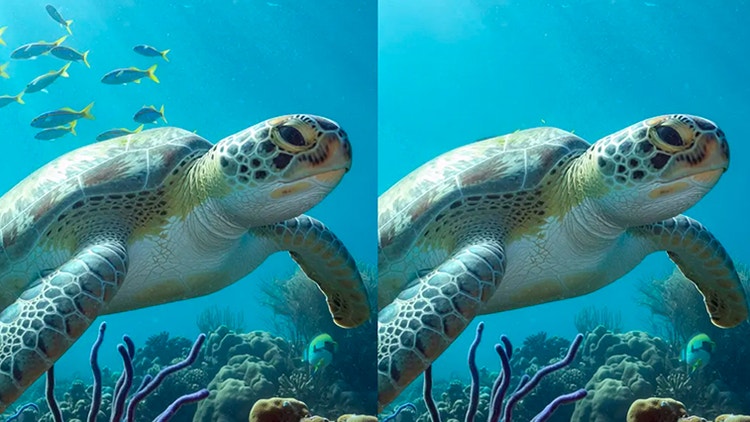 An image showing Firefly Generative Remove deleting a school of fish from the background of an image of a swimming turtle.
