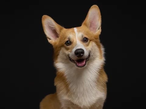 Nahaufnahme vom Gesicht eines Hundes