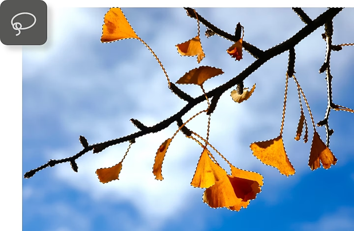 Immagine di un ramo d'albero selezionato.