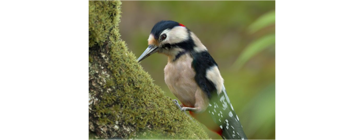 3D polygon modeling of a bird sitting on a tree