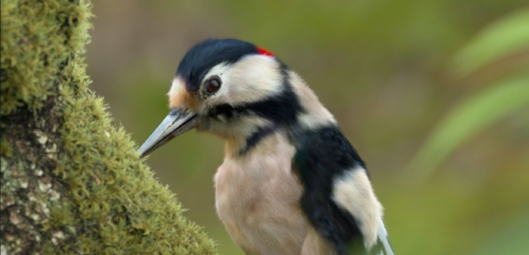 3D polygon modeling of a bird sitting on a tree