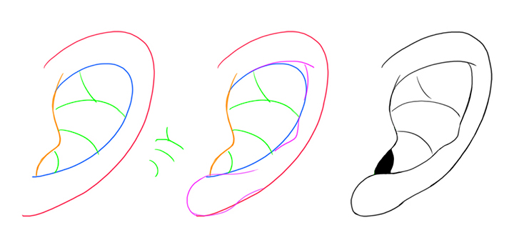 耳のイラストを上手に描く方法 Adobe