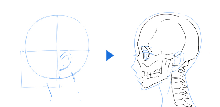 横顔のイラストを上手に描く方法 Adobe