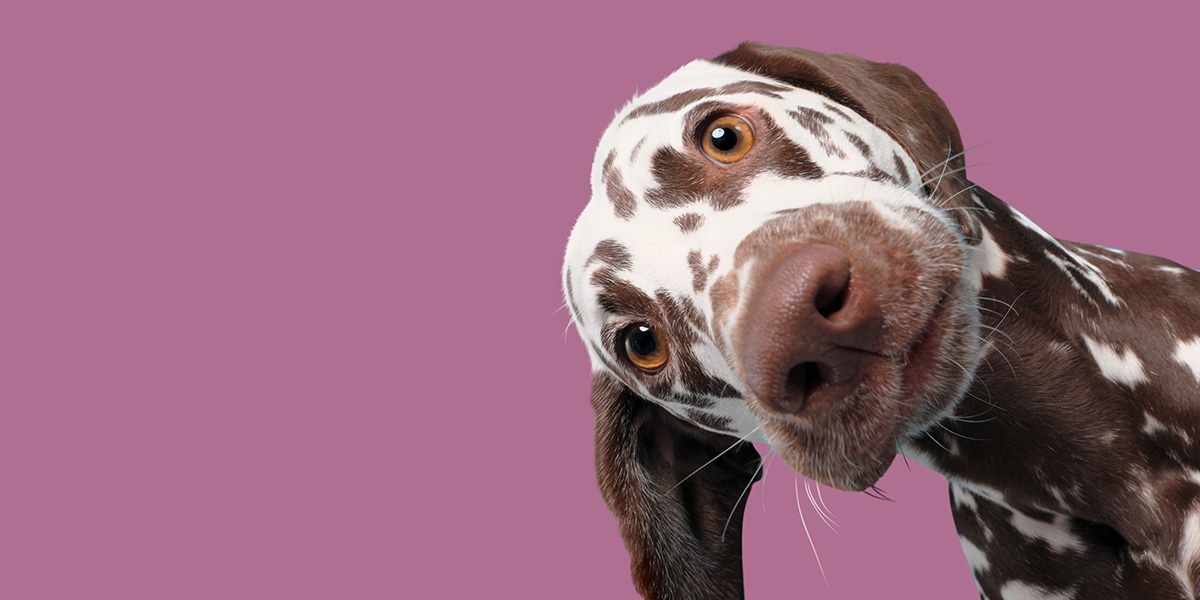 elke vogelsang famous dog photographer
