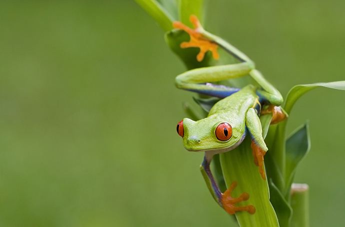 Malutka zielona żaba trzymająca się liści bambusa uchwyconych za pomocą fotografii makro