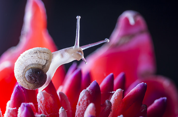 Fotografia macro de um caracol empoleirado na pétala de uma flor