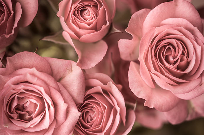 Bunch of pink roses captured in still-life photograph