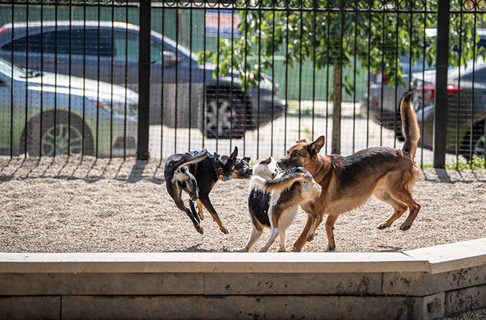 Perros jugando en un parque