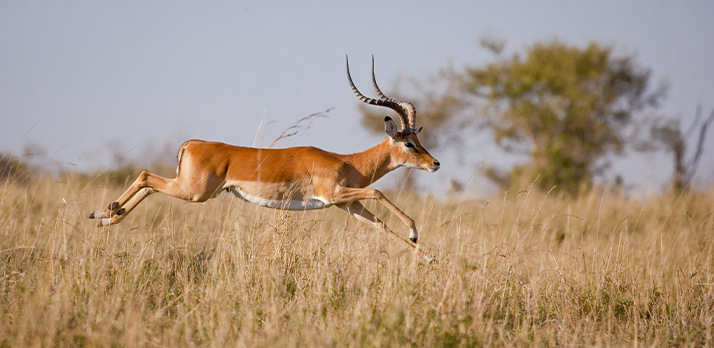 Impala corriendo en la naturaleza