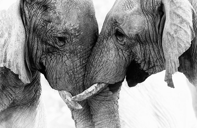 Dos elefantes se miran a los ojos