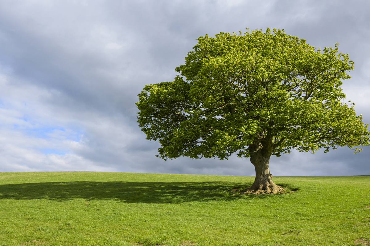 A Beginner's Guide to Draw a Tree | Adobe Australia