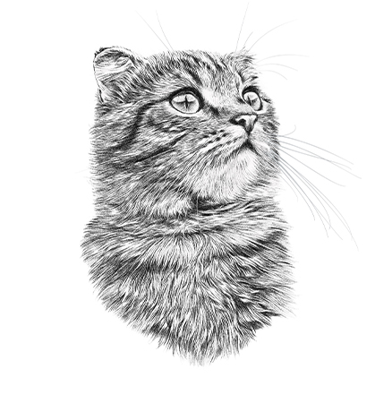 Pencil Sketching For Beginners Adobe