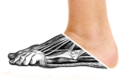 Black and white sketch of the muscles and bones in the front of a foot.