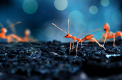 Fire ants on the prowl captured in a macro photograph