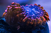 Farbintensives Foto einer Seeanemone