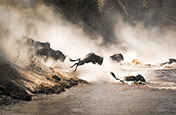 Zachwycająca fotografia przyrodnicza — dzikie antylopy gnu w pędzie nad rzeką