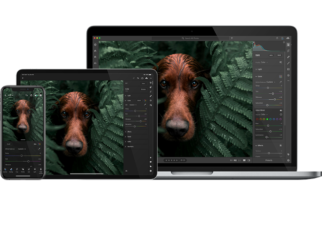 iPhone, tablet and Mac with Photoshop application open and picture of a red setter dog.