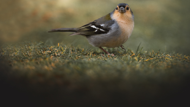 Save 40% off Creative Cloud All Apps.