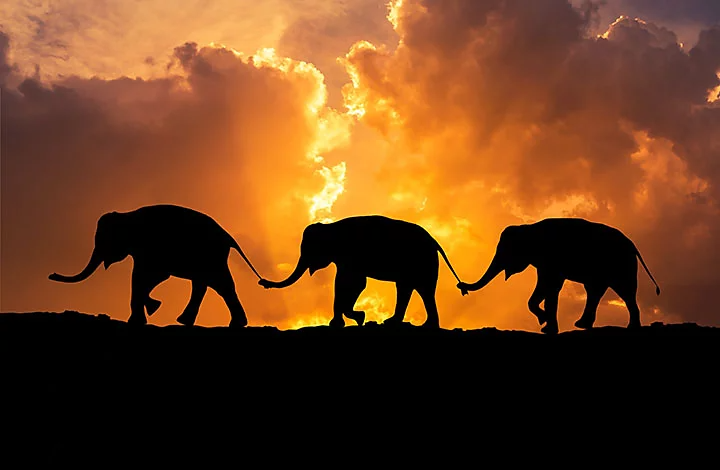 Silhouette of three elephants walking behind one-another holding each other’s tails with their trunks.
