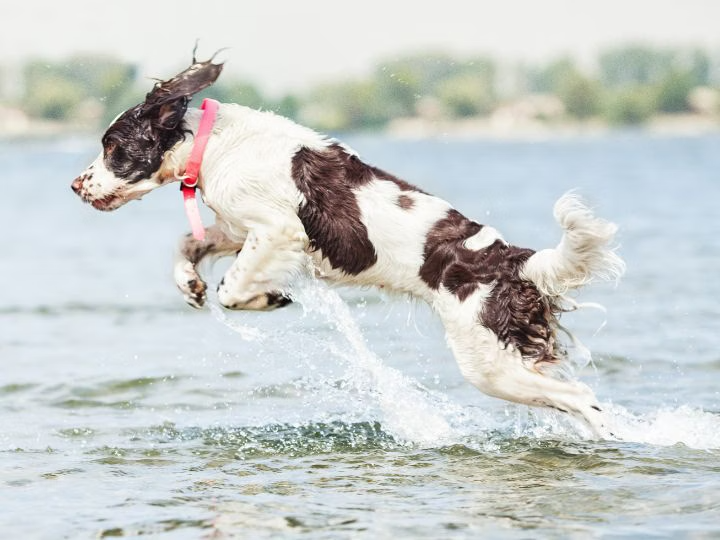 A photo of a dog running through water, taken using a high shutter speed with shutter priority.