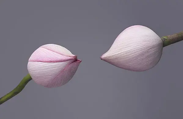 Balance 2