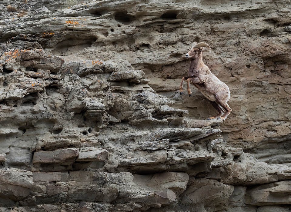 Rock wall with mountain goat