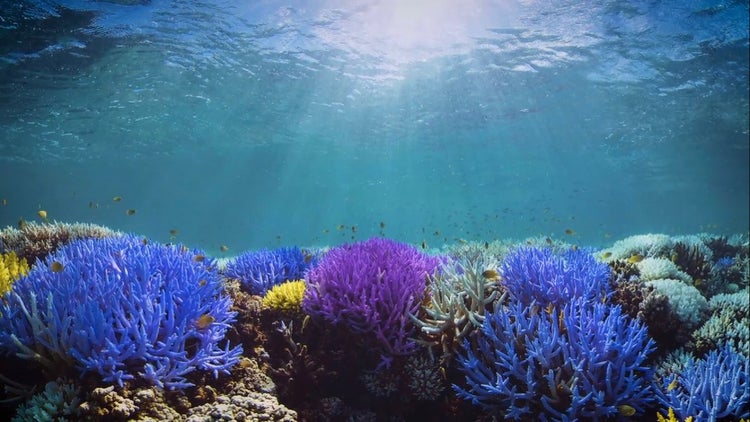 Sustainability video