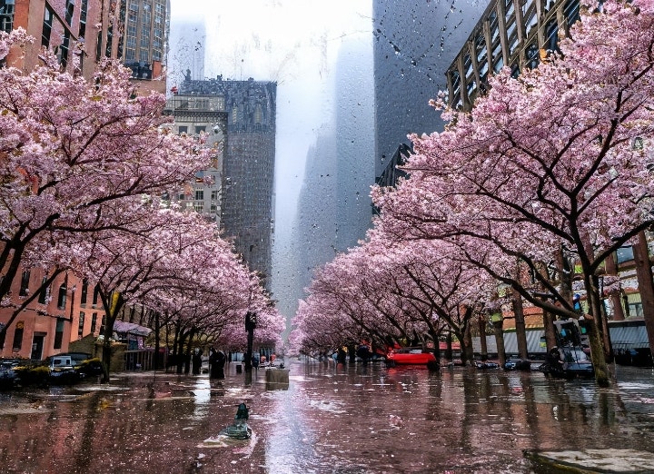 Midtown Manhattan with cherry blossoms on a rainy day.