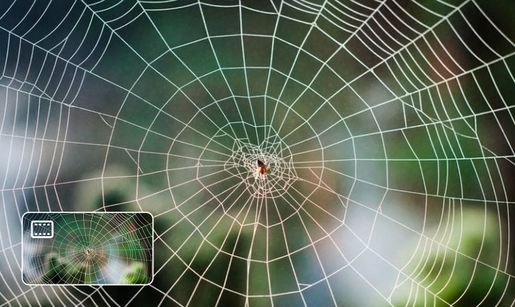 https://main--da-cc--adobecom.aem.page/cc-shared/assets/products/firefly/partner-models/seedance/media_1da55c6cb7cc7d3699c5b823030a883206f9647c7.mp4#_autoplay | dekorativní