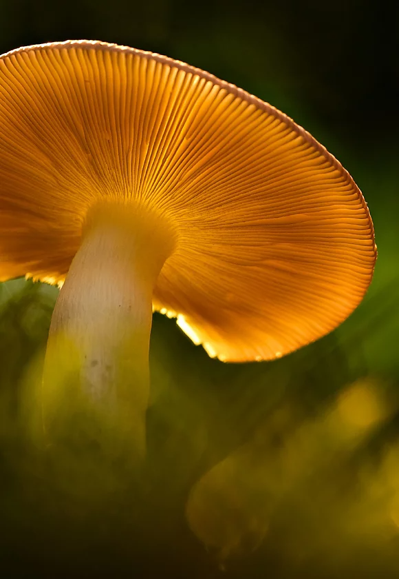 Ein einzelner goldener Pilz, dessen Lamellen vom hellen Sonnenlicht beleuchtet werden