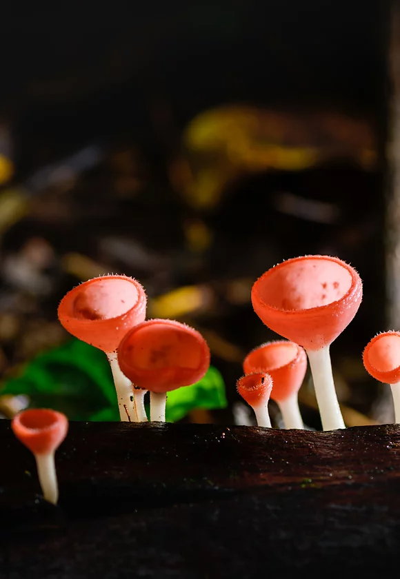 Durchscheinende Pilze mit roter Kappe in einer wissenschaftlichen Nahaufnahme