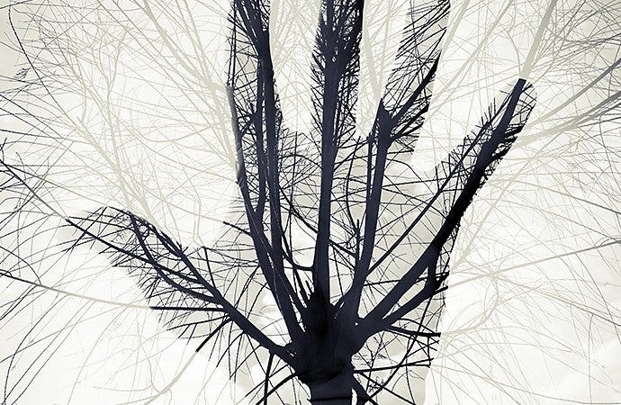 Surrealistisches Foto der Äste eines Baumes, die wie Adern in einer darübergelegten Hand aussehen