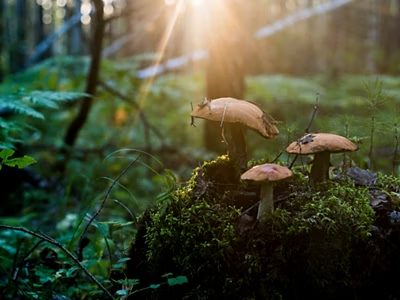 Licht, das durch das Blätterdach eines Regenwalds auf einen Waldboden mit Pilzen und Farnen fällt
