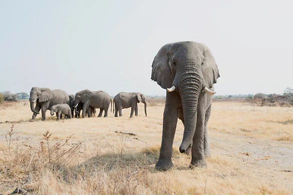 Ein einzelner grauer afrikanischer Elefant, der sich von der Herde getrennt hat und auf die Kamera zuläuft