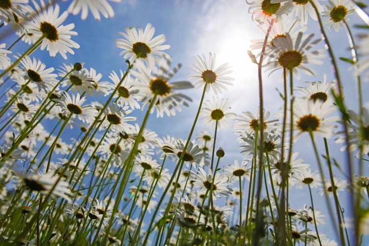Margeriten aus der Froschperspektive und blauer Himmel